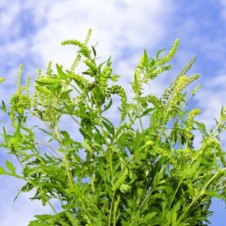 Semi di Goosefoot della quercia di Gerusalemme - Ambrosia mexicana