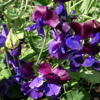 Lila édes borsó mag - Lathyrus odoratus - 36 mag - magok