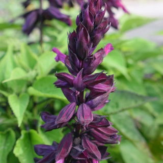 Praktsalvia - violett - 84 frön - Salvia splendens
