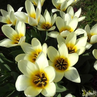 Tulp Concerto - pakend 5 tk - Tulipa Concerto