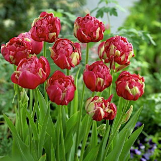 Tulipa Renown Unique - Tulip Renown Unique - 5 구근