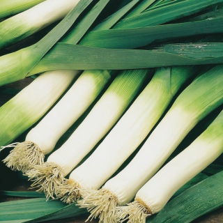 Porro - Bartek - 320 semi - Allium ampeloprasum L.