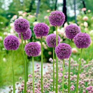 Allium His Excellency, Riesen-Lauch