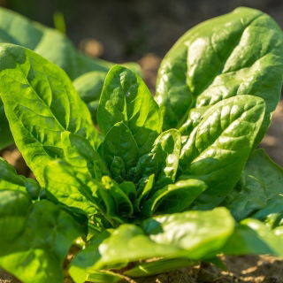 BIO - spinach "Winterreuzen" - certified organic seeds - 800 seeds