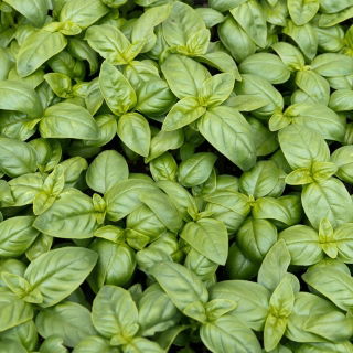 BIO - Bosiljak "Italiano Classico" - certificirano organsko sjeme - 325 sjemenki - Ocimum basilicum  - sjemenke