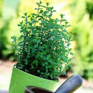 家庭花园 - 牛至 - 用于室内和阳台种植 - Origanum vulgare - 種子