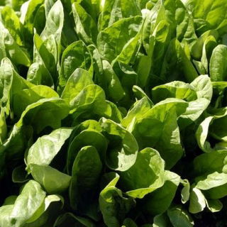 Spinach "Matador" - TREATED SEEDS - 1800 seeds