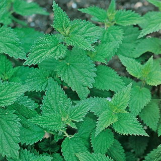 ตำแย - ปลูกสมุนไพรที่มีค่านี้ด้วยตัวเอง ตำแยที่กัด - 700 เมล็ด - Urtica dioica