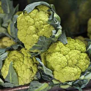 القرنبيط الأخضر "Verde di Macerata" - 54 بذور - Brassica oleracea L. var.botrytis L. - ابذرة