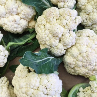 Kembang kol putih "Delta" - untuk penanaman musim bunga, musim panas dan musim gugur - 270 biji - Brassica oleracea L. var.botrytis L. - benih