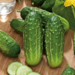 Cucumber "Ibis F1" - field, early variety that tolerates low temperatures - 105 seeds