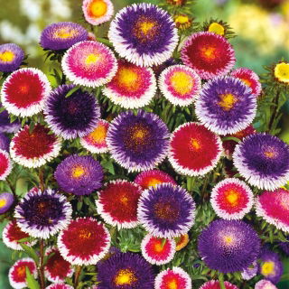Reina Margarita - Liliput Moonshine - variada - Callistephus chinensis - Bicolor impresionante, perfecto para borduras - Semillas frescas