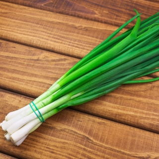 Zimski luk "Kaigaro" - Allium fistulosum  - sjemenke