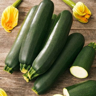 Zucchini "Tristan F1"; Zucchini - 