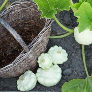 Patisson - Custard White - 24 zaden - Cucurbita pepo var. patisoniana