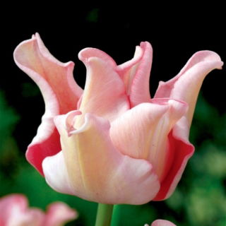 Tulip Witty Picture - 5 pcs.
