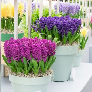 Lila-blommig hyacint uppsättning - 27 st - 