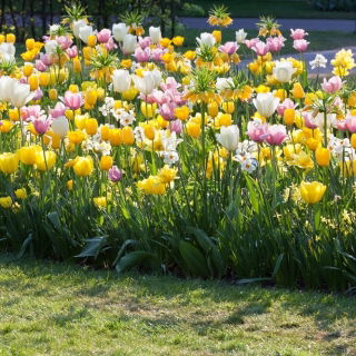 Tulip and daffodil set – white, yellow, pink–white tulips and white daffodil – 60 pcs