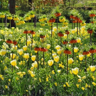Oranye dan mahkota kekaisaran kuning dengan tulip kuning - 14 potong - 