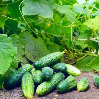 Польовий огірок "Сканер" - ранній сорт для консервів -  Cucumis sativus - насіння