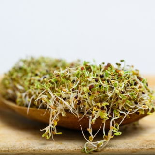 Semi di germogli BIO - Broccoli "Raab" - semi biologici certificati - 