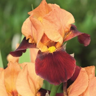Skäggig iris - vitröda blommor - Cimmaron Strip; Tysk skäggig iris