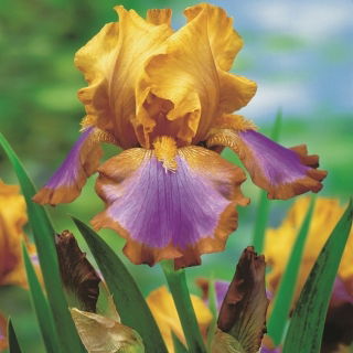 Iris barbu - lasso brun; Iris à la barbe allemande