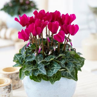 Perzsa ciklamen - Cyclamen persicum