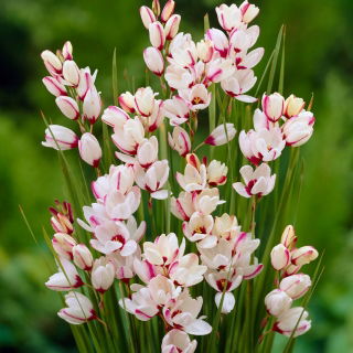Ixia - „Spotlight” - Pachet mare! - 150 buc.; crin de porumb
