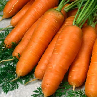 Wortel 'Kongo' - varietas menengah akhir dimaksudkan untuk diproses -  Daucus carota - Kongo - biji