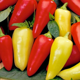 พริกไทย "Monanta" - ยาว, ปลายแหลม, สีแดง, สีเหลือง, สีแดงหรือสีเหลืองสำหรับปลูกในไร่ - Capsicum L. - เมล็ด