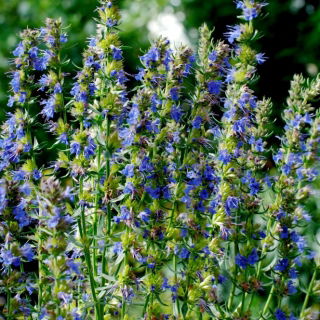 Hyssop तिरंगा तीनों बीज - Hyssopus officinalis - 100 बीज - 