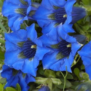 Semințe mixte de gențiană - Gentiana sp.