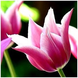 Tulipa Claudia - Tulip Claudia - 5 bulbs