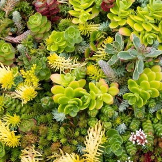 Sedum, Iarbă grasă - Sedum sp. - Ideal pentru grădini de rocă și acoperire de sol - Semințe proaspete