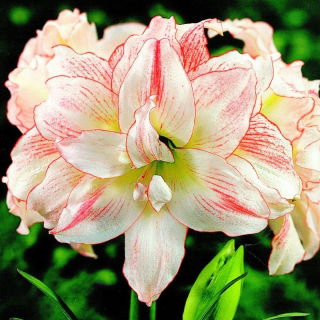 Hippeastrum - Aphrodite