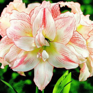 Hippeastrum - Aphrodite