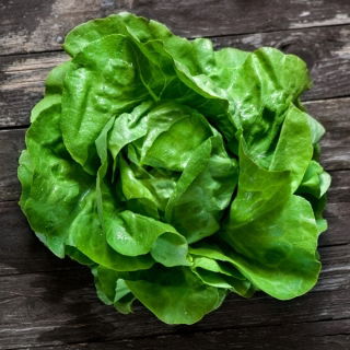 Lechuga mantecosa - Reina de Mayo - BIO - 450 semillas - Lactuca sativa L. var. Capitata