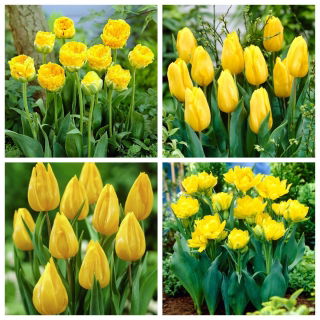 Nước ép chuối - bộ 4 giống hoa tulip - 40 chiếc. - 