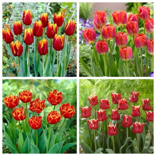 Carpe diem - set de 4 variétés de tulipes - 40 pcs.
