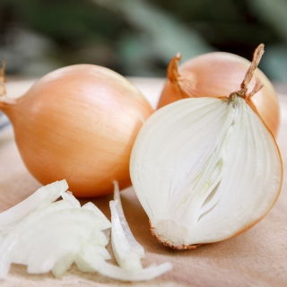Neskorá cibuľa „Bila“ - dlhodobé skladovanie -  Allium cepa - Bila - semená