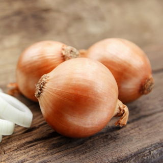 Bawang sederhana lewat 'Cyklop' -   Allium cepa - Cyklop - benih