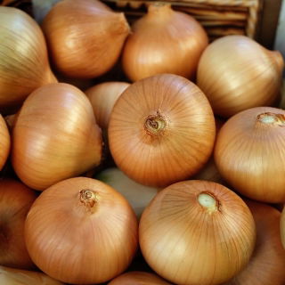 Hagyma - Irka -    Allium cepa - Irka - magok