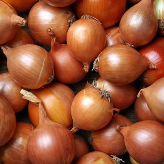 Цибуля 'Ніагара' - середньо пізній, надзвичайно продуктивний сорт -   Allium cepa - Niagara - насіння