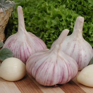 Téli fokhagyma 'Arkus' - 4 hagyma (0,20 - 0,25 kg)