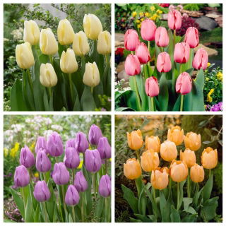 De facto - conjunto de 4 variedades de tulipas - 40 un. - 
