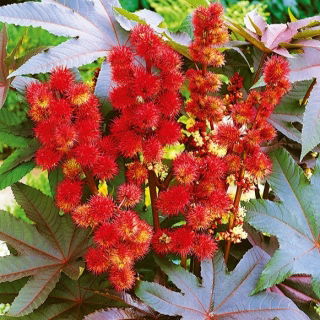 Castor Oil Plant Nieuw-Zeeland Paarse zaden - Ricinus communis - 6 zaden