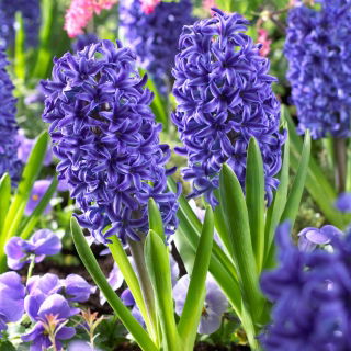 Hyacinth Blue Jacket – large pack! – 30 pcs