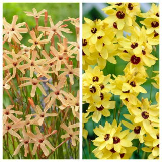 Ixia - giglio di mais - set di 2 varietà con fiori gialli e arancio chiaro - 100 pezzi