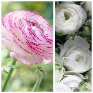 Ranuncolo Picotee Rosa + ranuncolo bianco - 100 pezzi